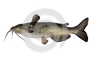 Channel catfish photo