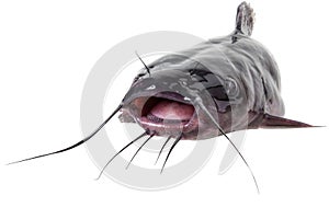 Channel catfish