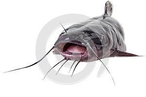 Channel catfish photo