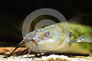 Channel catfish, dangerous invasive freshwater predator fish, Ictalurus punctatus, demonstrating its head