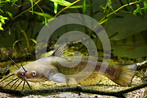 Channel catfish, Ictalurus punctatus, dangerous invasive freshwater predator in European biotope fish aquarium