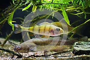 Channel catfish, Ictalurus punctatus, and European perch, Perca fluviatilis, dangerous freshwater predators in European cold-water