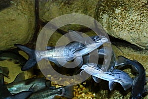 The channel catfish Ictalurus punctatus, invasive species in Spain.