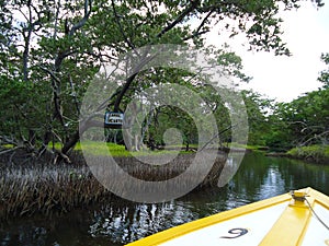 The channel of charm in a mangrove swamp photo