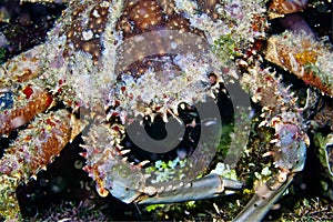 Channel clinging crab