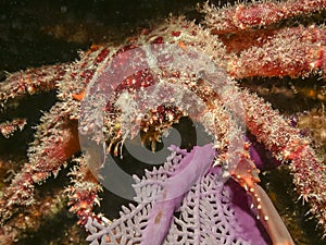 Channel clinging crab,Mithrax spinosissimus