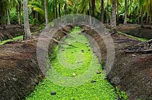 The channel of coconut garden in Thailand