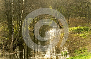 Channel in a forest