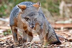 Channel Island fox on Santa Cruz Island