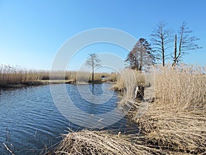 Channel in marsh, Lithuanian landscape
