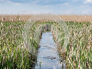 Channel through reeds