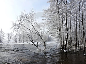 Channel and snowy trees in winter, Lithuania