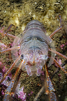 The Channel squat lobster