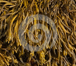Channel Wrack Seaweed