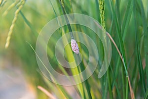 Channeled applesnail egg on rice green plant. Pink snail eggs cluster of Golden applesnail.