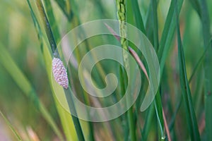 Channeled applesnail egg on rice green plant. Pink snail eggs cluster of Golden applesnail.