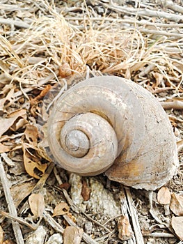 Channeled applesnail on the ground