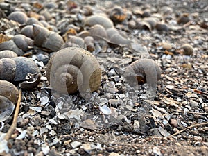 Channeled applesnail on the ground - pomacea canaliculata