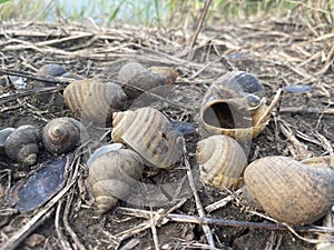 Channeled applesnail on the ground - pomacea canaliculata