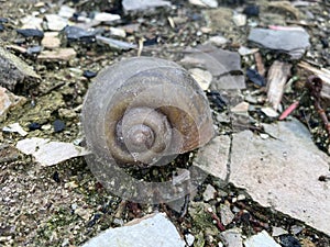 Channeled applesnail on the ground - pomacea canaliculata