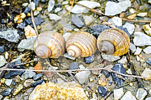 Channeled applesnail on the ground - pomacea canaliculata