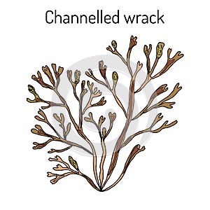 Channelled wrack pelvetia canaliculata , medicinal plant