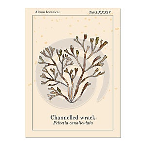Channelled wrack pelvetia canaliculata , seaweed