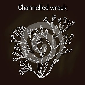 Channelled wrack pelvetia canaliculata , seaweed