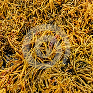 Channelled Wrack Seaweed