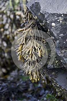 Channelled Wrack Seaweed photo