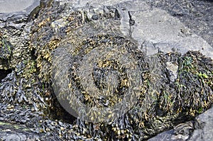 Channelled Wrack Seaweed photo