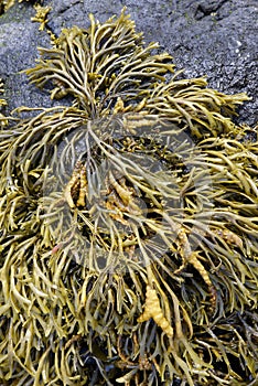 Channelled Wrack Seaweed photo