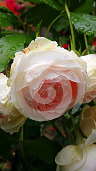 Chantal Thomass rose with glossy green foliage after rain