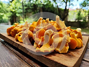Chantarelle wild mushrooms