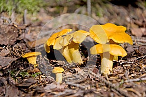 Chanterelle