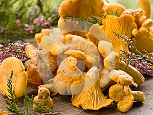 Chanterelle