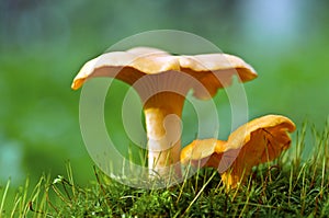 Chanterelle