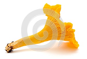 Chanterelle