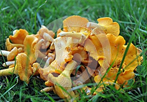 Chanterelle