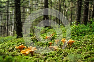 Chanterelle
