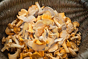 Chanterelle On Basket In Forest Top View