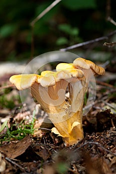Chanterelle, girolle.