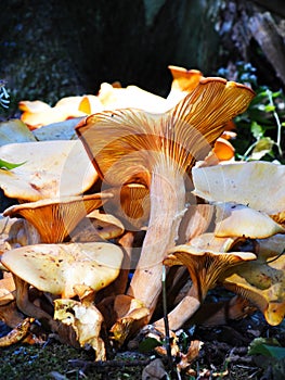 Chanterelle golden orange mushrooms in NYS forest woods