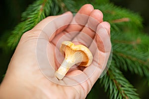 Chanterelle In Hand Female In Forest In Summer Close Up