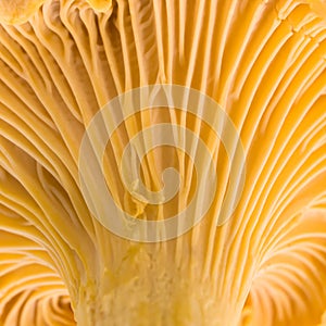 Chanterelle. Macro