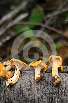 Chanterelle Mushroom