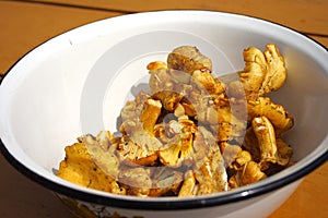 Chanterelle mushroom