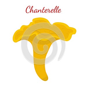 Chanterelle mushroom. Organic edible food. Cartoon flat style. V