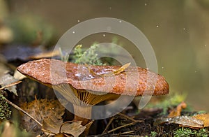 Chanterelle mushroom in the wood, valuable edible mushroom