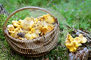 Chanterelle mushrooms